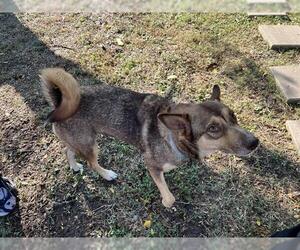 Siberian Husky-Unknown Mix Dogs for adoption in Grand Prairie, TX, USA