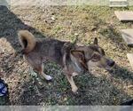 Small Siberian Husky Mix