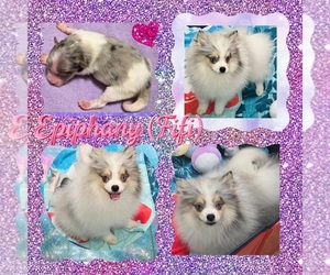 Pomeranian Puppy for sale in KINGMAN, AZ, USA