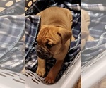 Small Photo #26 Olde English Bulldogge Puppy For Sale in WINGATE, NC, USA