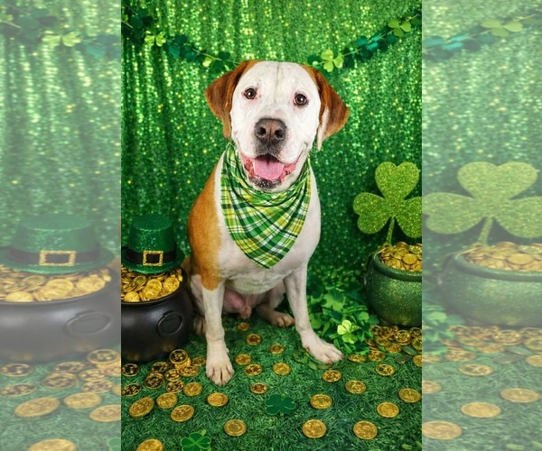 Medium Photo #1 Bullboxer Pit Puppy For Sale in McDonough, GA, USA