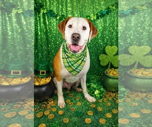 Bullboxer Pit Dogs for adoption in McDonough, GA, USA