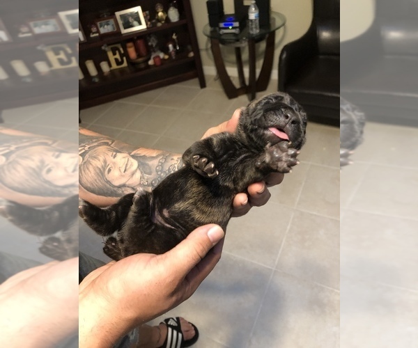 Medium Photo #9 Cane Corso Puppy For Sale in ORLANDO, FL, USA