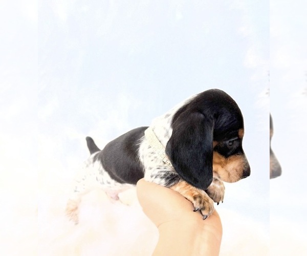 Medium Photo #6 Dachshund Puppy For Sale in DAVIS, CA, USA