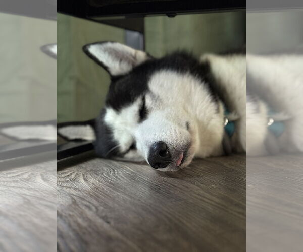 Medium Photo #11 - Mix Puppy For Sale in The Woodlands, TX, USA