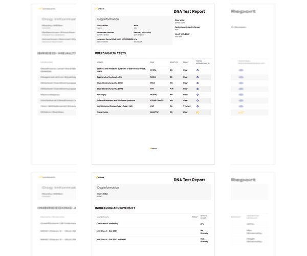 Medium Photo #10 Doberman Pinscher Puppy For Sale in NEWTON, NC, USA