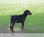Small Photo #3 Doberman Pinscher Puppy For Sale in BEAUMONT, TX, USA