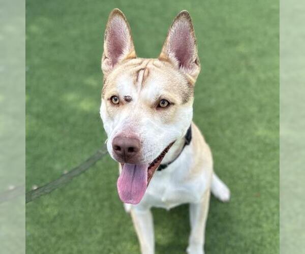 Medium Photo #1 American Pit Bull Terrier-German Shepherd Dog Mix Puppy For Sale in Camarillo, CA, USA