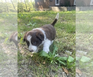 Border Collie Puppy for sale in FORT VALLEY, GA, USA