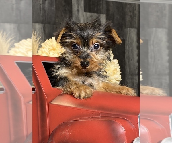 Medium Photo #2 Yorkshire Terrier Puppy For Sale in CANOGA, NY, USA