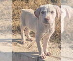 Small #7 Labrador Retriever Mix
