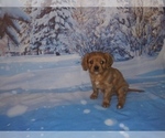 Small Photo #15 Cavalier King Charles Spaniel Puppy For Sale in HOWLAND, OH, USA