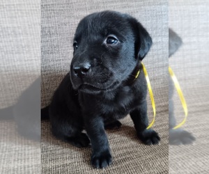 Labrador Retriever Puppy for sale in WATERTOWN, NY, USA