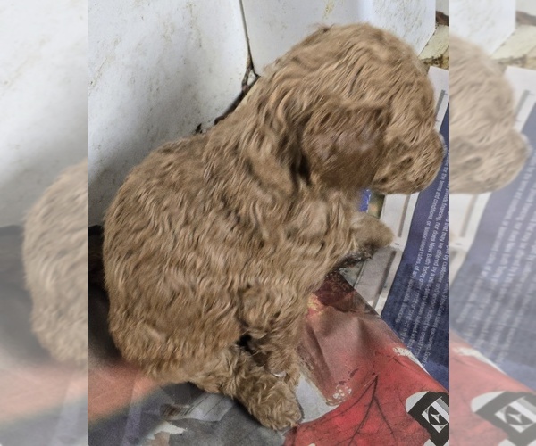 Medium Photo #15 Goldendoodle Puppy For Sale in BROADVIEW HEIGHTS, OH, USA
