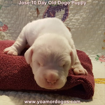 Medium Photo #33 Dogo Argentino Puppy For Sale in JANE, MO, USA