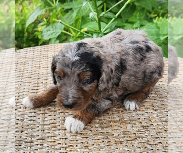 Medium Photo #8 F2 Aussiedoodle Puppy For Sale in COLUMBIA, TN, USA