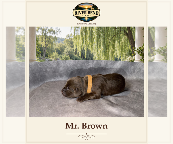 Medium Photo #1 Labrador Retriever Puppy For Sale in WHITNEY, TX, USA