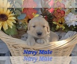 Puppy Navy Paw Male Golden Retriever