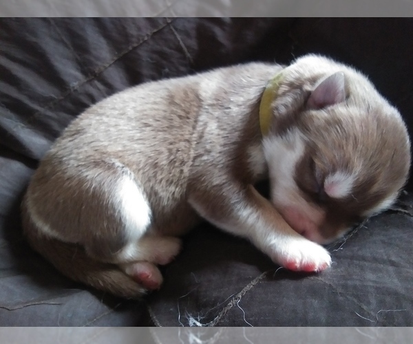 Medium Photo #5 Siberian Husky Puppy For Sale in CANDOR, NY, USA