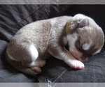 Small Photo #5 Siberian Husky Puppy For Sale in CANDOR, NY, USA