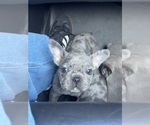 Puppy Cookie Crunch French Bulldog