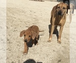Small Photo #149 Rhodesian Ridgeback Puppy For Sale in MORONGO VALLEY, CA, USA