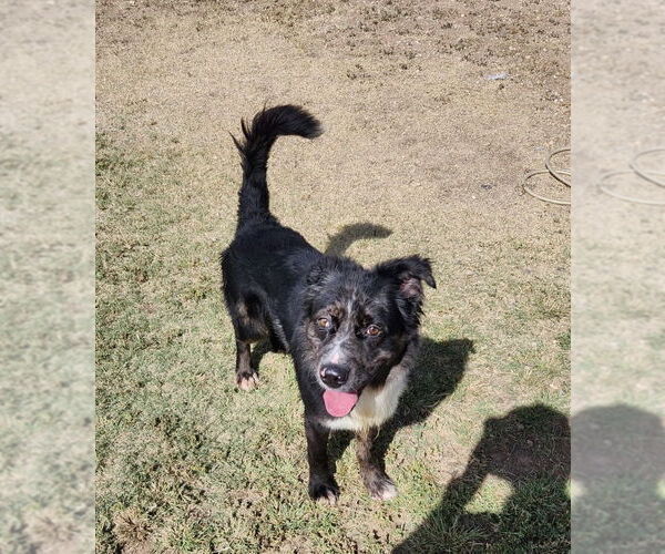 Medium Photo #1 Australian Shepherd-Unknown Mix Puppy For Sale in Amarillo, TX, USA