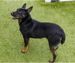 Small #3 Mutt
