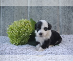 Small Photo #2 Sheepadoodle Puppy For Sale in FREDERICKSBG, OH, USA