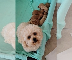 Mother of the Poodle (Toy)-Zuchon Mix puppies born on 05/20/2025