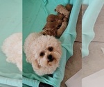 Small Photo #1 Poodle (Toy)-Zuchon Mix Puppy For Sale in TUCSON, AZ, USA
