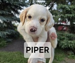 Puppy Piper English Setter