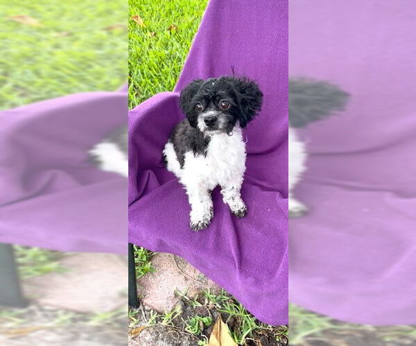 Medium Photo #2 Shih Tzu Puppy For Sale in Weston, FL, USA
