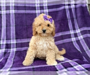 Cavapoo (Miniature) Puppy for sale in LAKELAND, FL, USA
