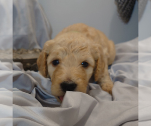 Goldendoodle Puppy for sale in PEYTON, CO, USA