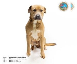 Black Mouth Cur-Unknown Mix Dogs for adoption in Mobile, AL, USA