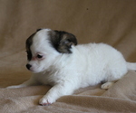 Small #2 Chihuahua