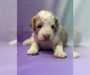 Bernedoodle (Miniature) Puppy for sale in LONGMONT, CO, USA