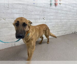 German Shepherd Dog-Unknown Mix Dogs for adoption in San Bernardino, CA, USA