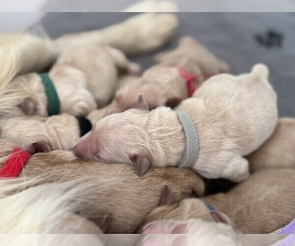 Medium Photo #7 Golden Retriever Puppy For Sale in DE BEQUE, CO, USA