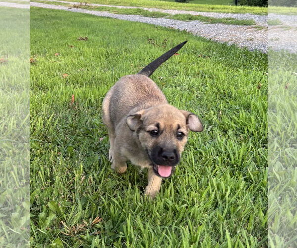 Medium Photo #2 Mutt Puppy For Sale in Brooklyn Center, MN, USA