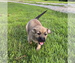 Small #1 Mutt