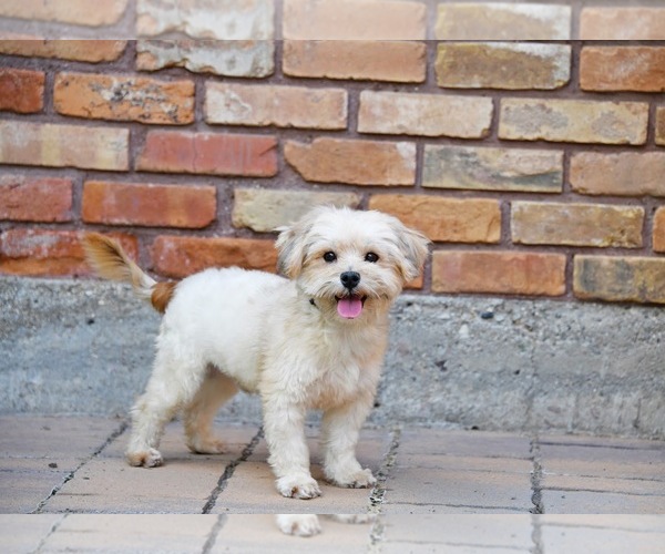 Medium Photo #7 Shih Tzu-Unknown Mix Puppy For Sale in Sandy, UT, USA