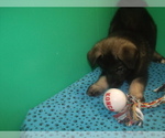 Small Photo #7 Norwegian Elkhound Puppy For Sale in PATERSON, NJ, USA