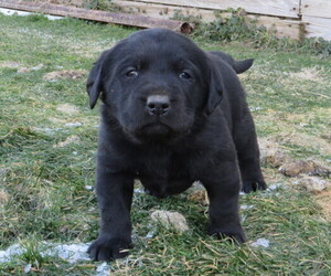 Labrador Retriever Puppy for sale in LOUDONVILLE, OH, USA