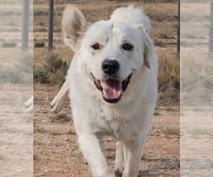 Great Pyrenees-Unknown Mix Dogs for adoption in Minneapolis, MN, USA