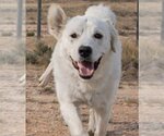 Small Great Pyrenees Mix