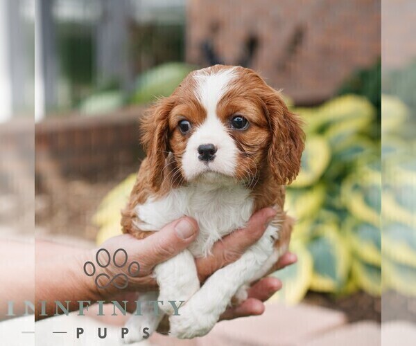 Medium Photo #5 Cavalier King Charles Spaniel Puppy For Sale in NARVON, PA, USA