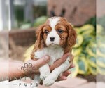 Small #4 Cavalier King Charles Spaniel