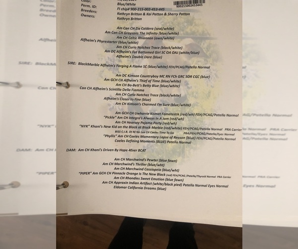 Medium Photo #1 Italian Greyhound Puppy For Sale in PORTLAND, OR, USA